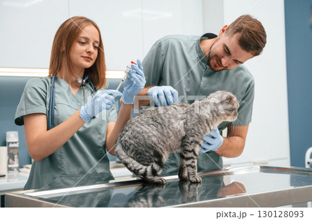 Professionals at work. Scottish fold cat in veterinary clinic with two doctors 130128093