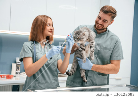 Professionals at work. Scottish fold cat in veterinary clinic with two doctors Professionals at work. Scottish fold cat in veterinary clinic with two doctors 130128095