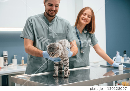 Scottish fold cat in veterinary clinic with two doctors Scottish fold cat in veterinary clinic with two doctors 130128097