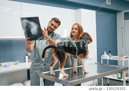 Looking at x-ray, analyzing. Dog in veterinary clinic with two doctors 130128101