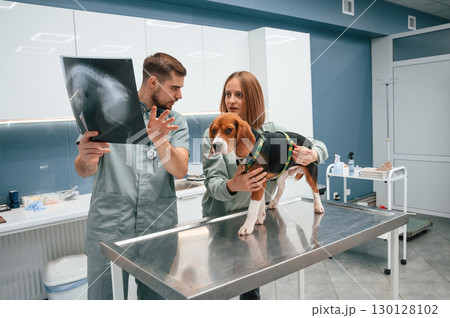 Looking at x-ray, analyzing. Dog in veterinary clinic with two doctors 130128102
