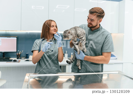 Scottish fold cat in veterinary clinic with two doctors Scottish fold cat in veterinary clinic with two doctors 130128109