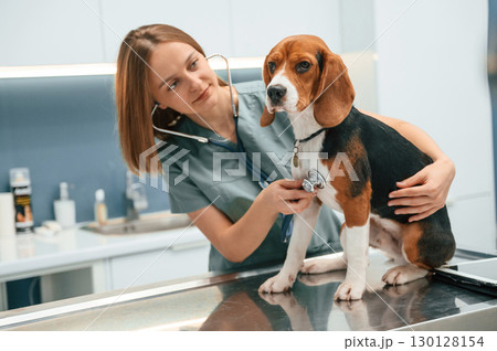 Using the stethoscope. Woman veterinarian is with dog in the clinic Using the stethoscope. Woman veterinarian is with dog in the clinic 130128154