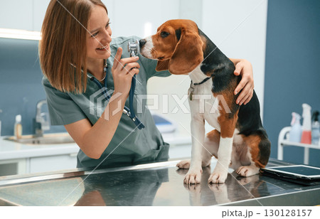 Using the stethoscope. Woman veterinarian is with dog in the clinic 130128157