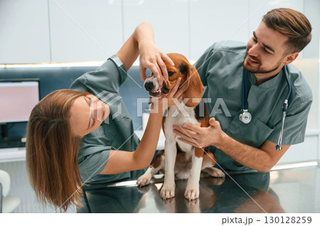 Checking the teeth. Dog in veterinary clinic with two doctors 130128259