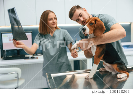 Holding the x-ray. Dog in veterinary clinic with two doctors Holding the x-ray. Dog in veterinary clinic with two doctors 130128265
