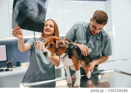 Holding the x-ray. Dog in veterinary clinic with two doctors Holding the x-ray. Dog in veterinary clinic with two doctors 130128266