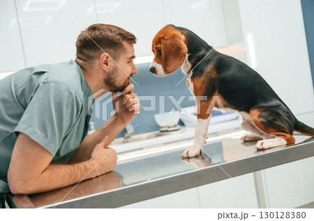 Dog in veterinarian clinic with male doctor 130128380