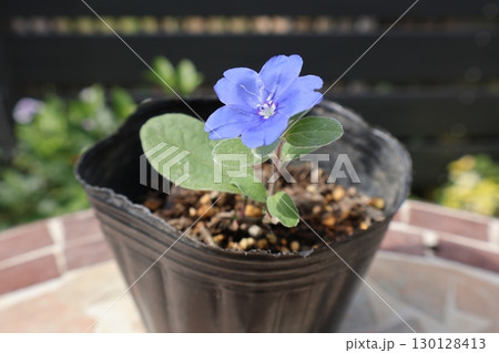 エボルブルス青い花の挿し芽成功 130128413