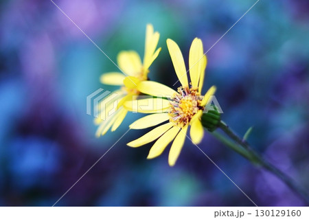 カラフルな背景とツワブキの花 130129160