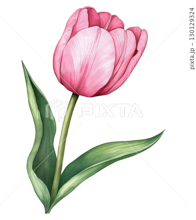 Pink Tulip Illustration 130129324