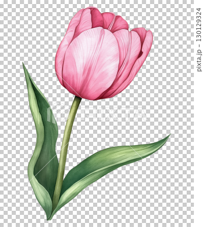 Pink Tulip Illustration 130129324