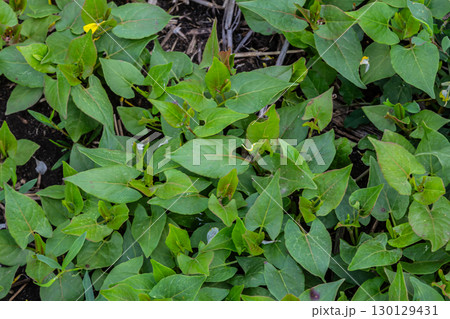 Black bindweed Fallopia convolvulus growing vigorously in a damp garden area during early autumn with lush green leaves covering the ground 130129431