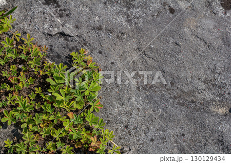 Creeping cinquefoil thriving on rocky surface in natural habitat with vibrant green leaves reflecting sunlight Creeping cinquefoil thriving on rocky surface in natural habitat with vibrant green leaves reflecting sunlight 130129434