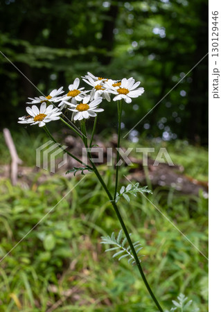 Feverfew blooms thrive in a lush green forest showcasing delicate white petals and vibrant yellow centers during a warm summer afternoon 130129446