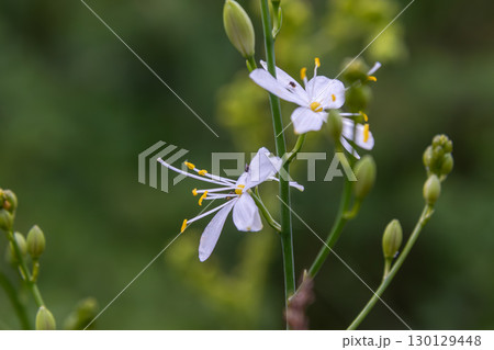 Branched St Bernard's-lily blooms in a garden during spring showcasing delicate white petals and vibrant yellow anthers 130129448