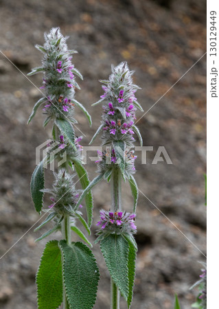 Wood betony flowers in bloom show vibrant purple hues against rocky backdrop in a forest area during summer Wood betony flowers in bloom show vibrant purple hues against rocky backdrop in a forest area during summer 130129449
