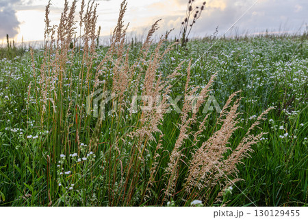 Wood small-reed plants flourish in a lush field with delicate flowers under a cloudy sky during golden hour in late spring 130129455