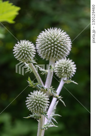 Great globe thistle bloom showcases its round spiky heads against a lush green backdrop in a sunny garden setting Great globe thistle bloom showcases its round spiky heads against a lush green backdrop in a sunny garden setting 130129460