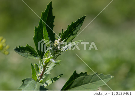 Common lambsquarters plant showcasing green leaves and flower clusters in bright daylight at a local field 130129461