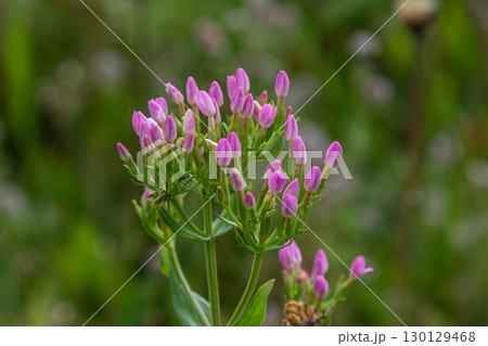 Common centaury Centaurium erythraea blooms with pink buds in a lush green field during the bloom season Common centaury Centaurium erythraea blooms with pink buds in a lush green field during the bloom season 130129468
