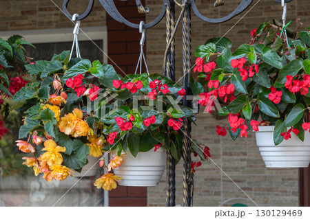 Vibrant tuberous begonias in hanging pots display bright red and yellow blooms in a sunny garden setting during springtime 130129469