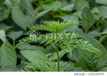 Common ragweed displays distinctive foliage in a lush green environment during late summer showcasing its unique leaves and growth patterns 130129475
