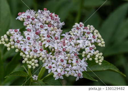 Dwarf elder Sambucus ebulus showcasing clusters of white and pink flowers in a lush green setting during springtime 130129482