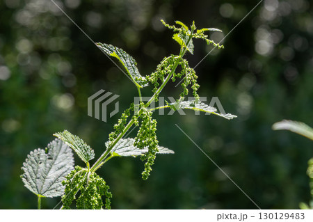 Capturing the intricate details of Urtica dioica commonly known as stinging nettle thriving in its natural habitat during a sunny afternoon 130129483