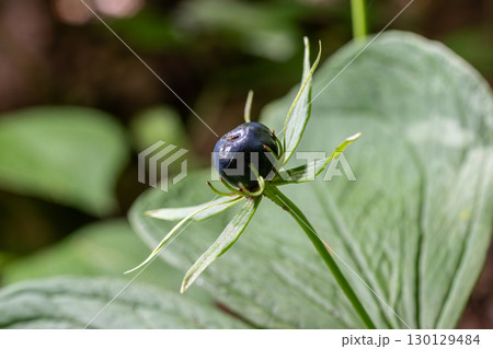 Discovering Paris quadrifolia in a lush forest showcasing its unique blue berries surrounded by green leaves during a sunny afternoon 130129484