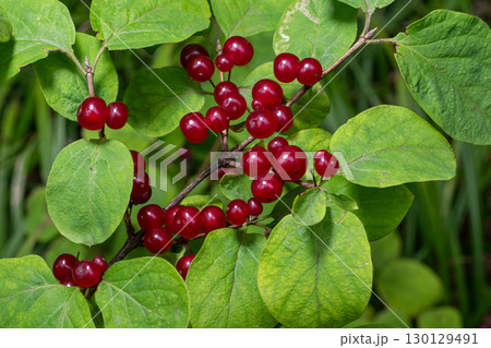 Bright red berries of Lonicera xylosteum contrasting against vibrant green leaves in a natural setting 130129491