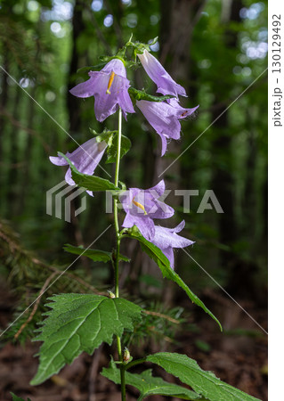 Creeping bellflower blooms gracefully in a lush woodland setting during the early summer 130129492
