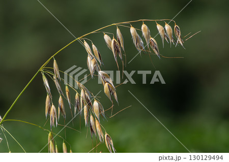 Exploring the characteristics of Avena fatua the wild oat with a close-up view of its mature seed heads in a natural setting 130129494
