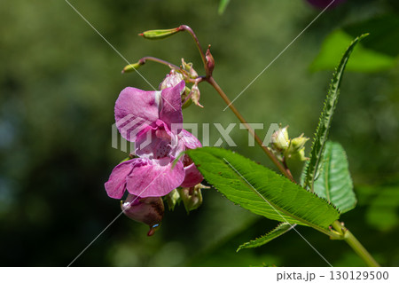 Himalayan balsam flowers bloom in a lush green background showcasing the invasive plant's vibrant pink petals and broad leaves in a natural setting Himalayan balsam flowers bloom in a lush green background showcasing the invasive plant's vibrant pink petals and broad leaves in a natural setting 130129500