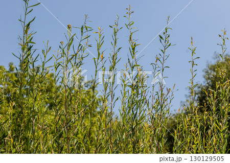 Goat willow growing in a sunny location showcasing its tall green stems and delicate foliage during a warm spring day Goat willow growing in a sunny location showcasing its tall green stems and delicate foliage during a warm spring day 130129505