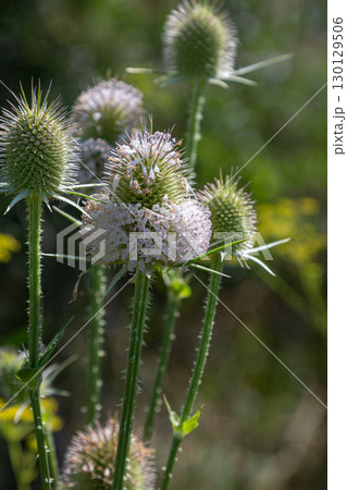 Wild teasel blooms prominently in a vibrant natural setting during late spring showcasing unique floral structures and spiky silhouettes 130129506