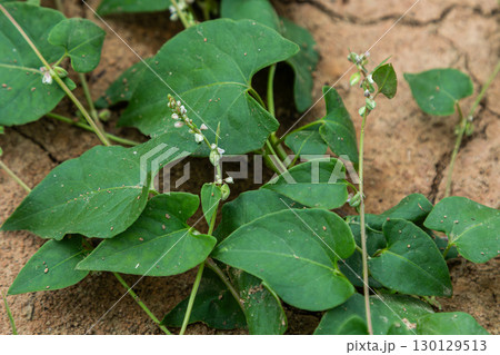 Black bindweed grows abundantly among cracked earth showcasing its vigorous nature and adaptability in the wild landscape of late summer 130129513