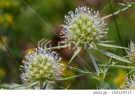 Eryngium campestre thrives in a lush field showcasing delicate white flowers and spiky green leaves under sunlight during a warm afternoon Eryngium campestre thrives in a lush field showcasing delicate white flowers and spiky green leaves under sunlight during a warm afternoon 130129515