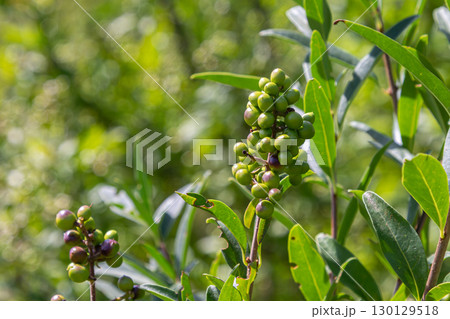 Decorative Ligustrum vulgare plant showing green berries in a lush garden setting during a sunny day Decorative Ligustrum vulgare plant showing green berries in a lush garden setting during a sunny day 130129518