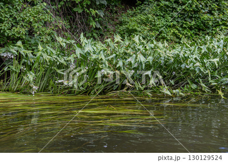 Common arrowhead plant Sagittaria sagittifolia thriving along the water's edge surrounded by lush greenery in a natural aquatic habitat 130129524