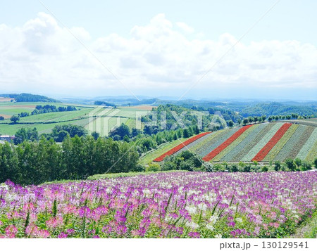 北海道の絶景 美瑛町の四季彩の丘の景色 北海道の絶景 美瑛町の四季彩の丘の景色 130129541