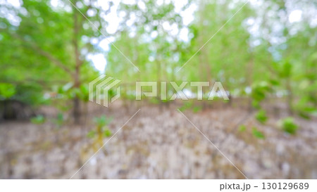 Dreamy Mangrove Forest with Bokeh Effect Dreamy Mangrove Forest with Bokeh Effect 130129689