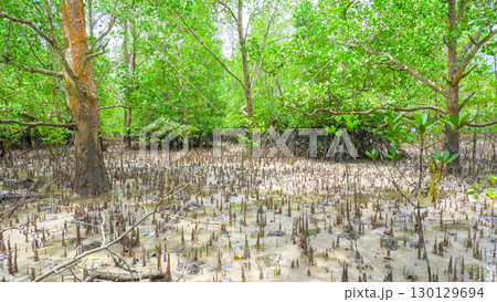 Mangrove Forest with Aerial Roots in Coastal Mud Mangrove Forest with Aerial Roots in Coastal Mud 130129694