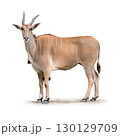 Elegant Common Eland Antelope standing proudly with upright horns and sandy coat 130129709