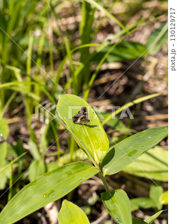 アカマダラ 130129717