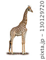 Majestic Giraffe standing tall with its long neck and patterned coat against a white background 130129720