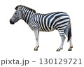 Zebra standing with its bold black and white stripes clearly visible in a side profile view 130129721