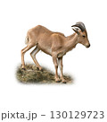 Barbary Sheep standing on rocky terrain with strong curved horns and sturdy build 130129723
