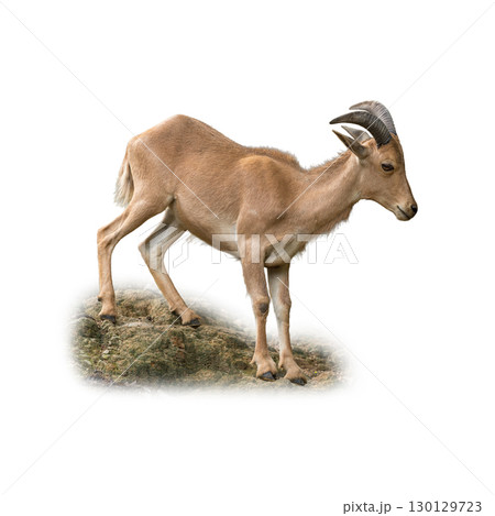 Barbary Sheep standing on rocky terrain with strong curved horns and sturdy build 130129723