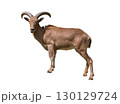 Barbary Sheep standing proudly with its curved horns, showcasing the strength and elegance of a wild mountain dweller. 130129724